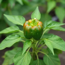 pepper plant