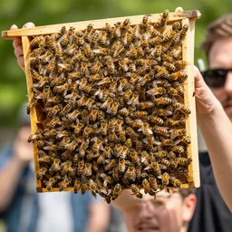 people filled with bees
