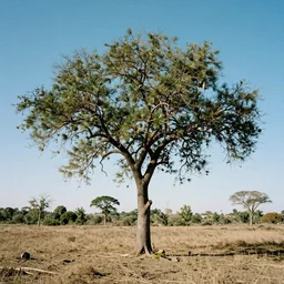 “the tree of knowledge struggles to grow in a harsh landscape”