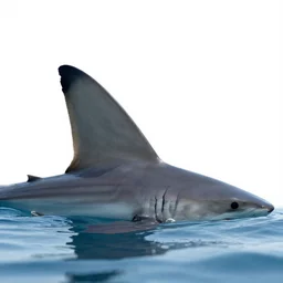 photo of a shark fin above water, white background