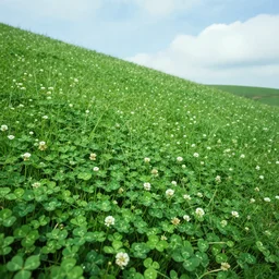 slobber over clovers on the side of the hill, surreal