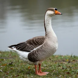 a glitched goose
