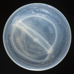 beautiful translucent membrane