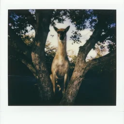 Polaroid photo of a tall bipedal creature peering out from behind a tree