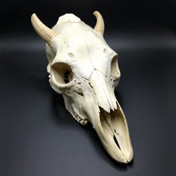 beaked skull