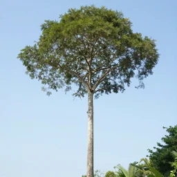 tane mahuta
