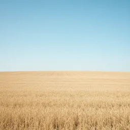 photo of a simple dreamlike endless empty field with no trees
