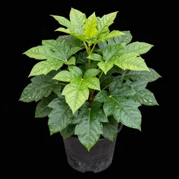 a bangkok plants flora and flowers in a pot on black background, high resolution, photo, highly detailed, png h 7 6 8