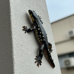 ninja salamanders scaling building