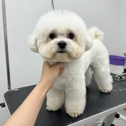 bad dog grooming,