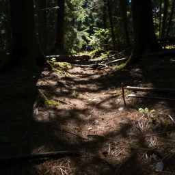 forest ground texture
