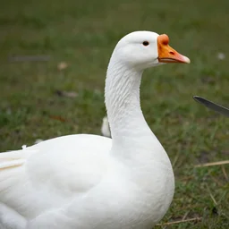 a white goose holding up a knife