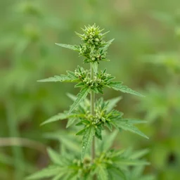 weed plant inaturalist
