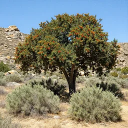 California Chaparral environment, Mt. Diablo. Large Manzanita trees, Coyote Brush, Hollyleaf Redberry, Scrub oaks. Rocky environment, somewhat mountainous. Desert-like, heat, July 23, bright and sunny. 98 F. Trending on Artstation, deviantart, worth1000. By Greg Rutkowski. National Geographic and iNaturalist HD photographs
