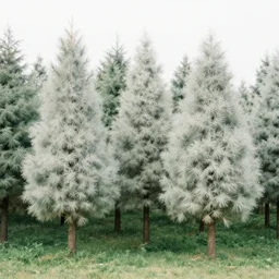 a fluffy trees realistic landscape