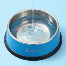 butterly on blue made of water from a dog bowl