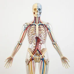A beautiful kinetic sculpture of a human nervous system that is part organic and part mechanic. It is an accurate representation of how the artist sees the world by Lori Earley and Antoine Blanchard, colorful, symetrical composition, geometric, ethereal, surreal, dreamlike