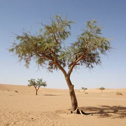 branching tree in desert, award winning photo, 4 k