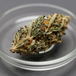 marijuana on a glass plate, bokeh, close up, super macro,