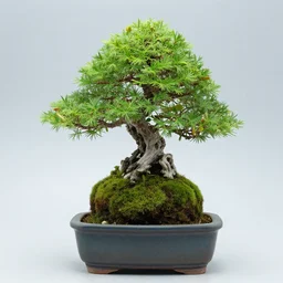 a photo of japanese moss ball bonsai planter