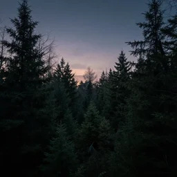 ted cruz twilight sky over a dense forest landscape, creepy, lovecraftian