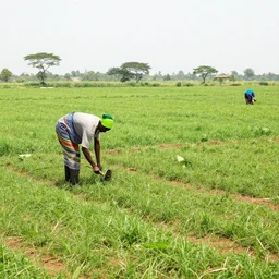 nigeria farm