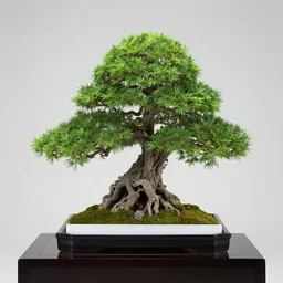 sushi bonsai