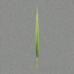 front view of one blade of grass, uniform grey background, realistic rendering, 8k