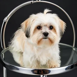 self - portrait of a havanese dog reflection in a mirrored chrome sphere, by m c escher pen and paper