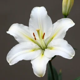 fine art photo of lily flowers, realistic, 8 k, macro photo, botanical photography, iso 1 0 0, shutter speed 1 2 5, aperture 8, award winning