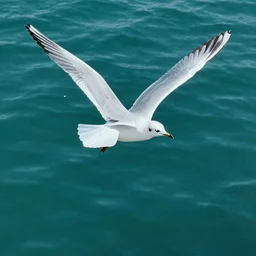 simmetrical photo of a seagull flying seen exactly from above. Watching down. Seagull seen from above. 4k still award winning. Pleasant look and colors. Sea on the background.