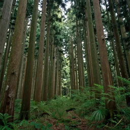 forest in japan