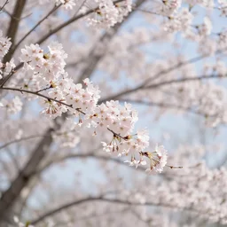 sakura tree