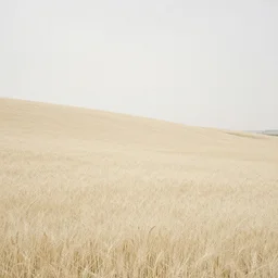 painterly minimal endless bland pale bleached sloping wheat farmland by from mulan ( 1 9 9 7 )