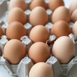 egg egg egg egg egg egg egg egg egg