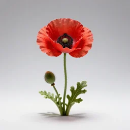 chibi poppy flower, professional studio photo, full body, isolated on a pure white background, centered, entire subject in frame, sharp focus, soft studio lighting