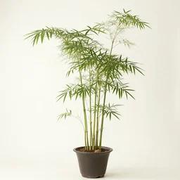 a bamboo plant in a pot, Hiroaki Tsutsumi style