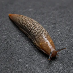 a super slug, full body, slug body, very realistic, very consistent, 8 k, highly detail, dslr