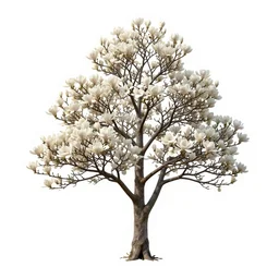 an isolated magnolia plant, full view, centered, 3 d render, art nouveau dark outlines, ultra realistic, masked transparent flat background, popular on sketchfab, pixelsquid, 8 k, volumetric lighting, super focused, no blur, trending on artstation, octane render, ultra detailed, hyperrealistic, by artgerm and james gurney, greg rutkowski and alphonse mucha