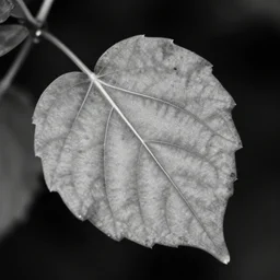 zoomed in leaf, award winning black and white photography