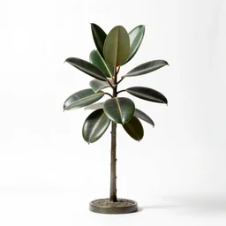 bronze statue of a rubber plant, studio photography, full body, isolated on a pure white background, centered, entire subject in frame, sharp focus, soft studio lighting