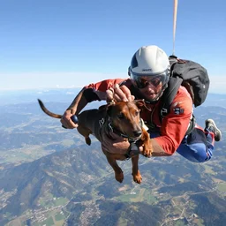 Dauchshund skydiving