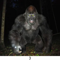 trail camera photograph of a yeti at night in the forest. obscurity. darkness!!!. flash light. glowing yellow eyes. giant ape. motion blur. art by dan peacock