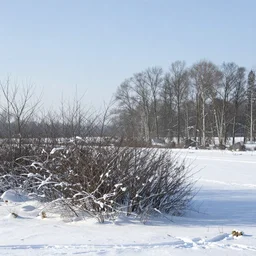 a winter landscape with shrubs and trees on a clear day, in baroque style