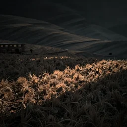 ancient field, dark theme, unfocused, hd