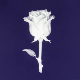 single king stem white rose x-ray silloutte zoomed out on dark purple blue background, grainy vintage