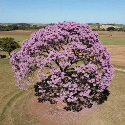 aerial shoot of caruaru