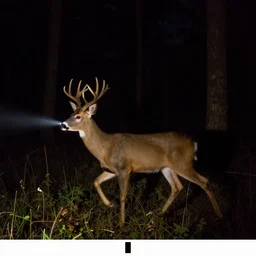 trail camera photo of a moving deer at night in the forest. obscurity. darkness!!!. flash light. red eyes. motion blur. dim.