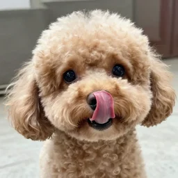 light brown teacup poodle tongue on nose, licking its nose