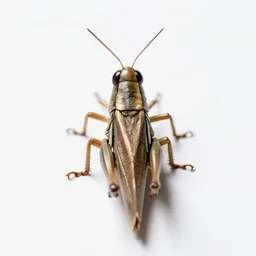 cute grasshopper, photorealistic wildlife photography, full body, isolated on a pure white background, centered, entire subject in frame, sharp focus, soft studio lighting